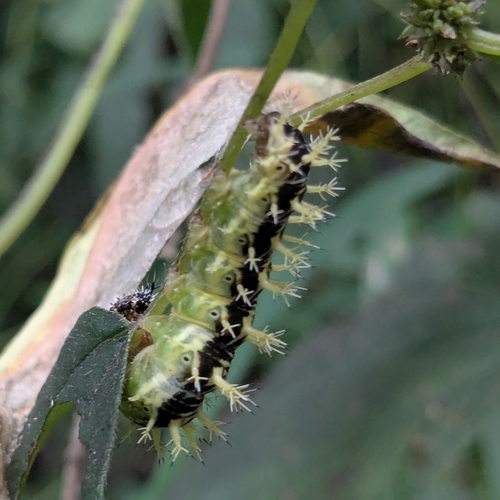 Eastern Comma
