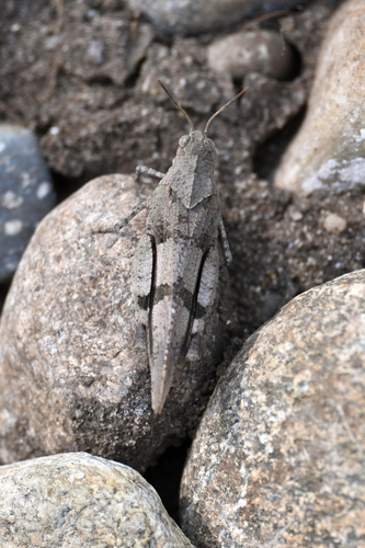 Blue-winged Grasshopper
