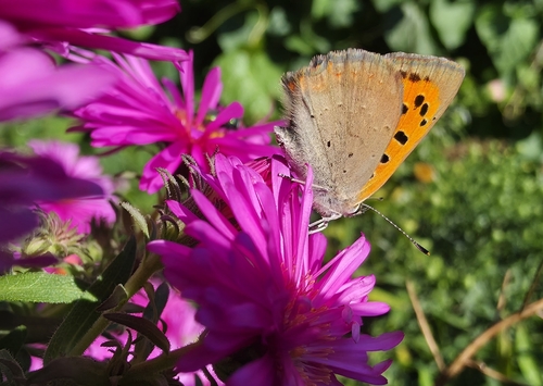 Small Copper