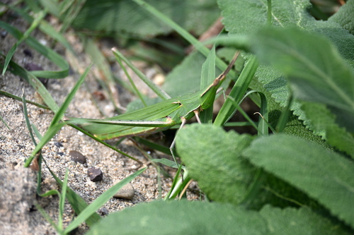 Mediterranean Slant-faced Grasshopper