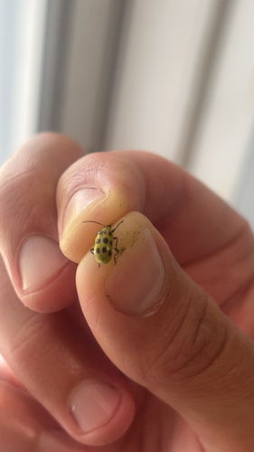 Spotted Cucumber Beetle