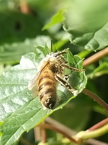 Western Honey Bee
