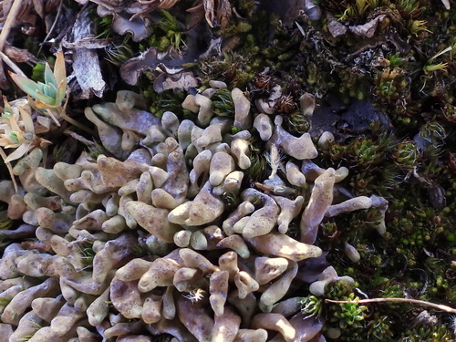 Arctic Butterfingers Lichen