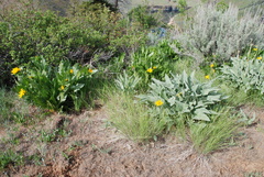 Wyethia amplexicaulis