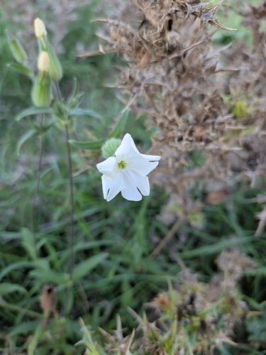 white campion