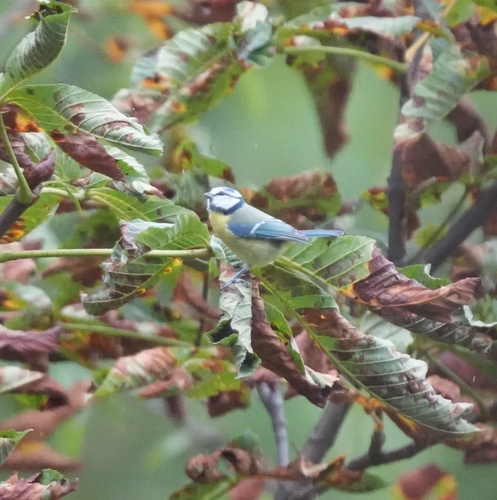 Eurasian Blue Tit