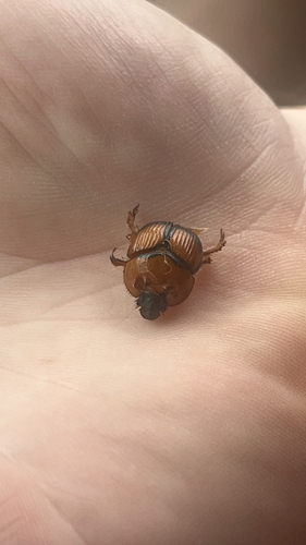 Bruner's Earth-boring Scarab Beetle