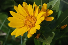 Wyethia amplexicaulis
