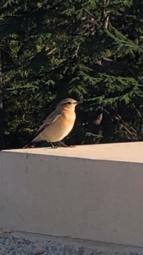 Northern Wheatear