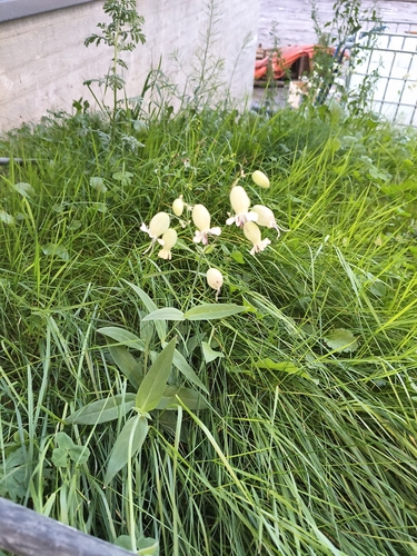 bladder campion