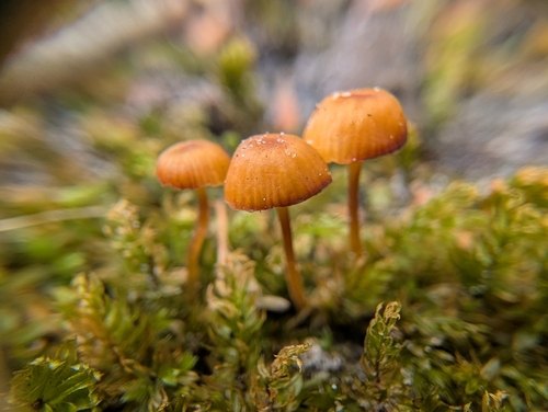 Moss Bells