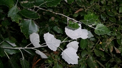 Populus × canescens
