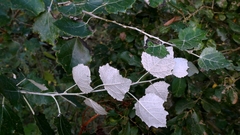 Populus × canescens, photograph author not stated, no rights reserved