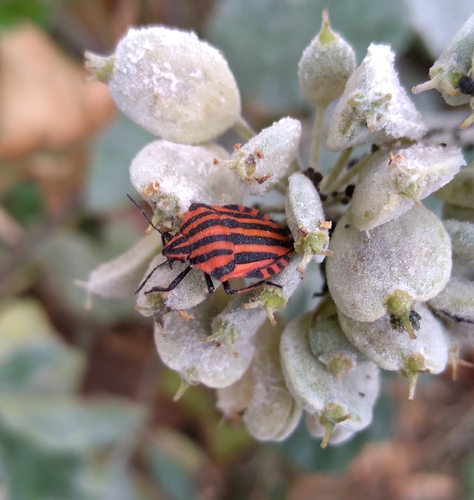 Continental Striped Shield Bug