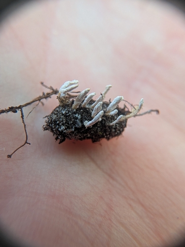 Cordyceps farinosa