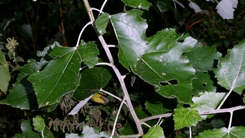 Populus × canescens, photograph 2