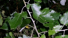 Populus × canescens, photograph author not stated, no rights reserved