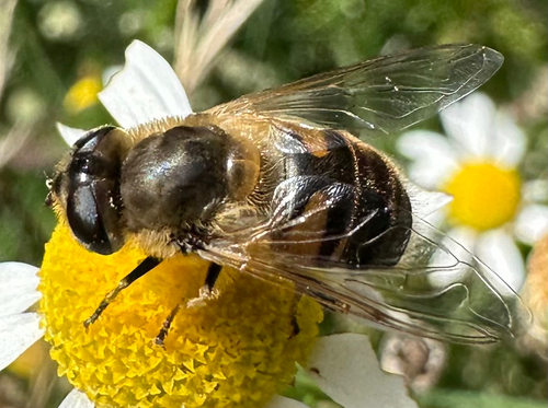 Common Drone Fly