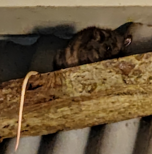 Watson's Climbing Rat