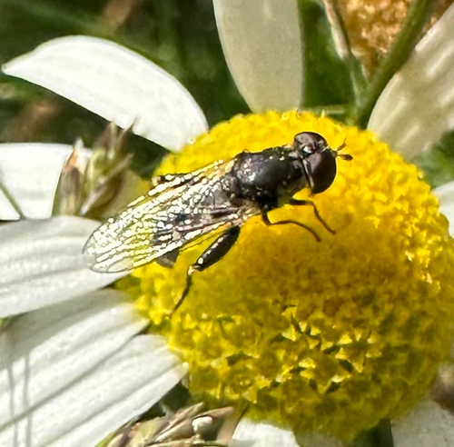Thick-legged Hover Fly