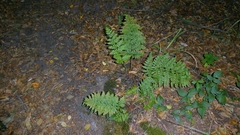 author not stated, no rights reserved Dryopteris dilatata, photograph author not stated, no rights reserved