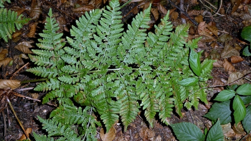 Dryopteris dilatata, photograph 4