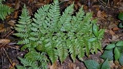 author not stated, no rights reserved Dryopteris dilatata, photograph author not stated, no rights reserved