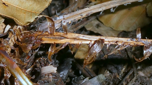 Dryopteris dilatata, photograph 2