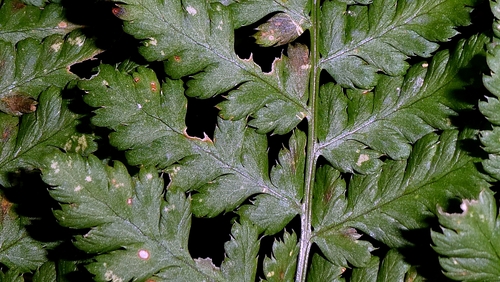 Dryopteris dilatata, photograph 1