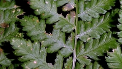 author not stated, no rights reserved Dryopteris dilatata, photograph author not stated, no rights reserved