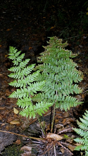 Dryopteris dilatata, photograph 3