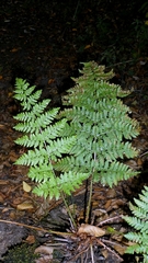 author not stated, no rights reserved Dryopteris dilatata, photograph author not stated, no rights reserved