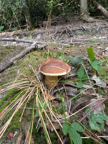 Bay Bolete