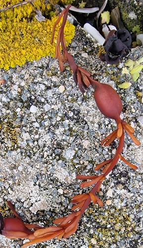 Knotted Wrack