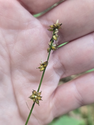 Carex rosea, 2026-09-20