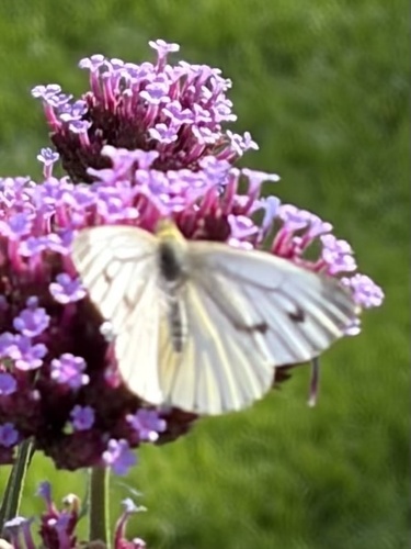 Green-veined White