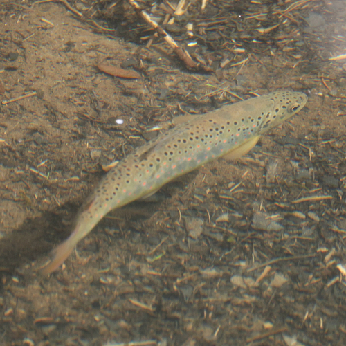 Brown Trout