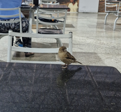 House Sparrow