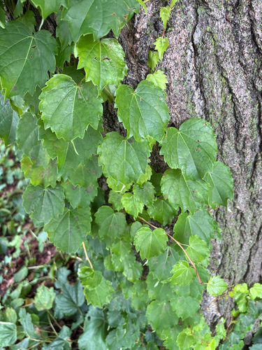 Japanese creeper