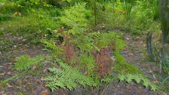 Osmunda regalis, photograph author not stated, no rights reserved