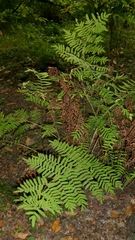 Osmunda regalis, photograph author not stated, no rights reserved