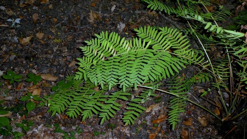 Osmunda regalis, photograph 4