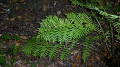 Osmunda regalis, photograph author not stated, no rights reserved