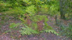Osmunda regalis, photograph author not stated, no rights reserved