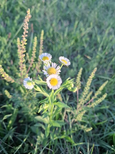 annual fleabane