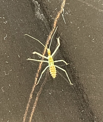 Leafhopper Assassin Bug