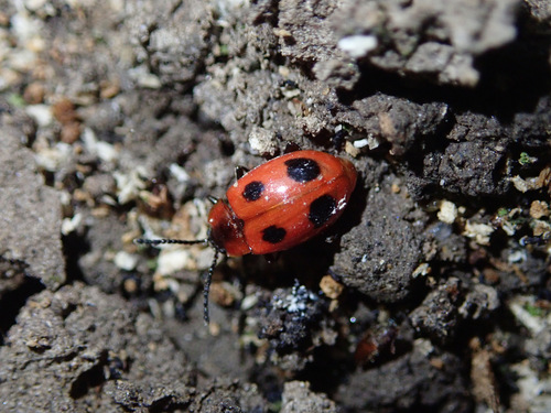 False Ladybird