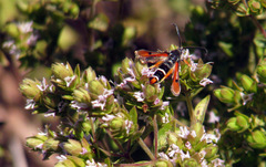 Pyropteron chrysidiforme