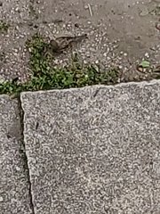 Passer domesticus