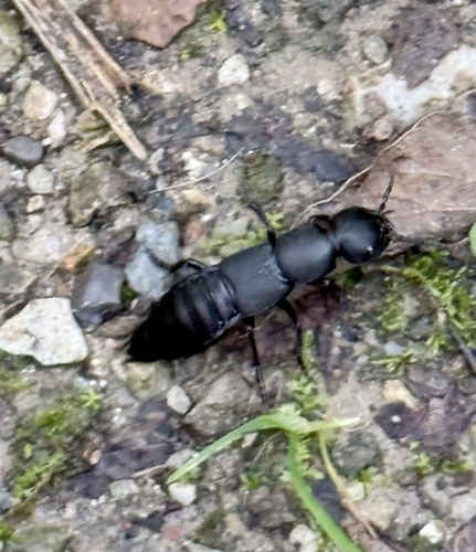 Devil's Coach Horse Beetle